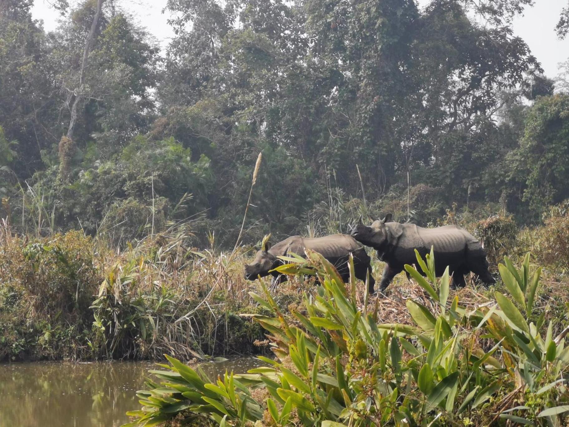 Bamby Chilling House - Feel The Nature Sauraha Buitenkant foto