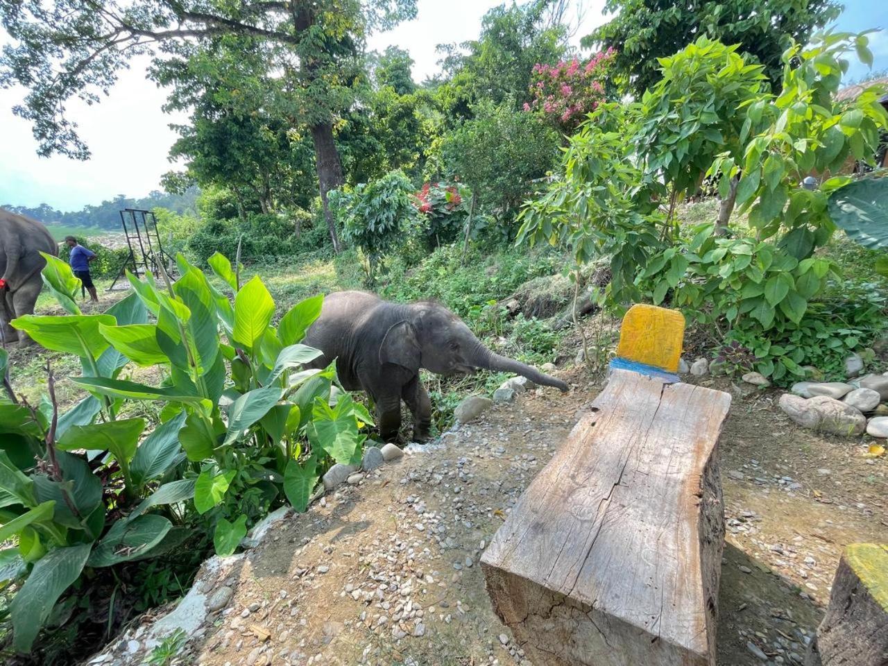 Bamby Chilling House - Feel The Nature Sauraha Buitenkant foto